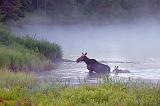 Cow Moose with Calf_02348